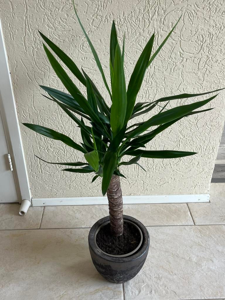 Mooie Yucca in gemêleerde bruin/ bronzen pot, Huis en Inrichting, Kamerplanten, Minder dan 100 cm, Groene kamerplant, Halfschaduw