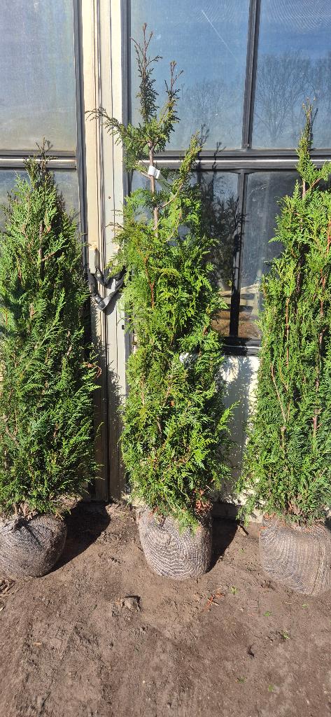 Conifeer | Thuja plicata ‘Excelsa', Ophalen, Conifeer, Haag, 100 tot 250 cm