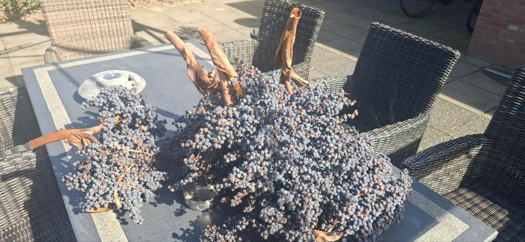 Palmzaden Trachycarpus fortunei, Minder dan 100 cm, Zomer, Palmboom, Ophalen