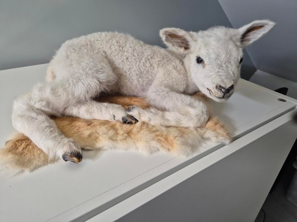 Opgezette lammetje (schaap) - Uniek Decoratiestuk, Verzamelen, Dierenverzamelingen, Ophalen of Verzenden, Zo goed als nieuw, Vogel