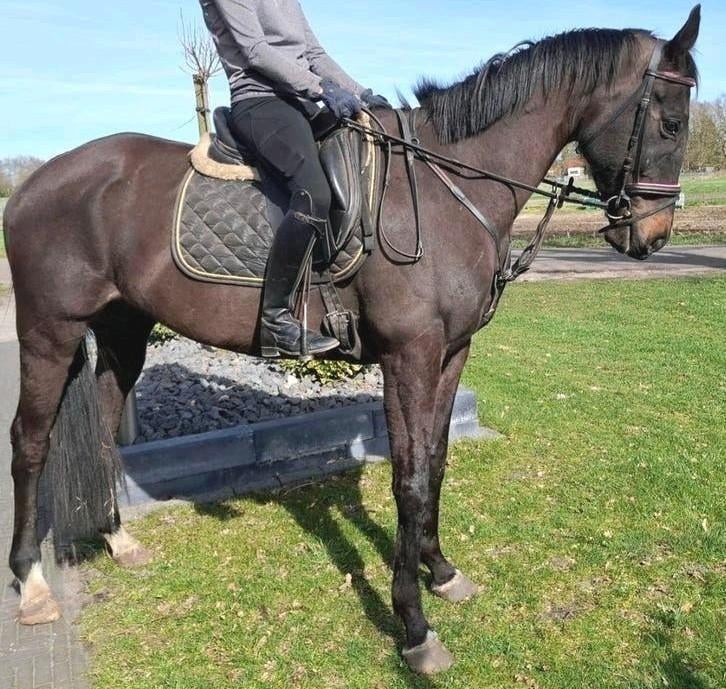 Superbrave 7 jr ruin 1,67(recreatie-manege-sport), Dieren en Toebehoren, Paarden, Ruin, 7 tot 10 jaar, Met stamboom, B