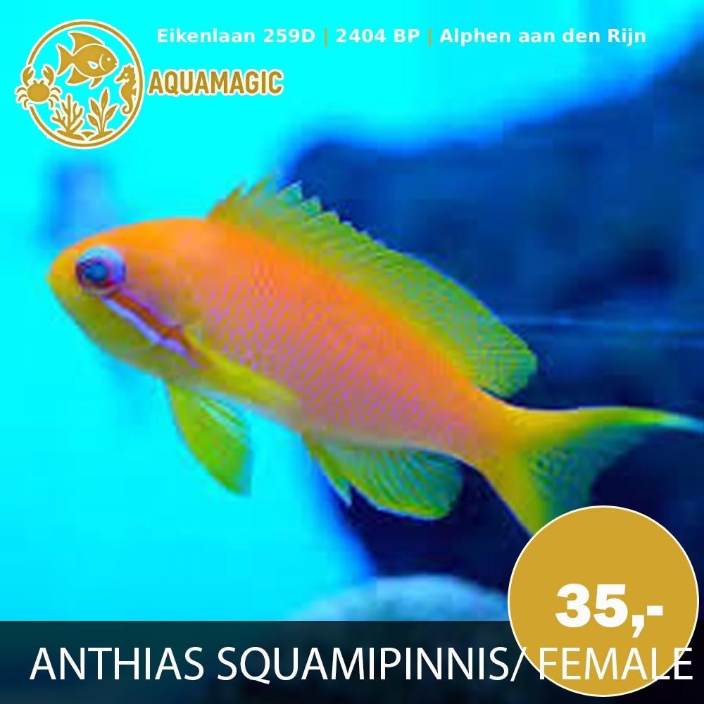 Anthias weekend, Vis, Zoutwatervis, Schoolvis
