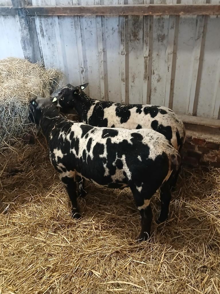 Te koop, Bonte rammen., Dieren en Toebehoren, Mannelijk, Schaap