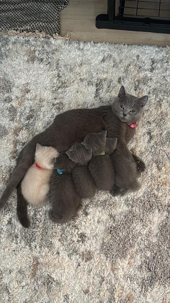 Britskorthaar kitten, Dieren en Toebehoren, Poes, Ingeënt