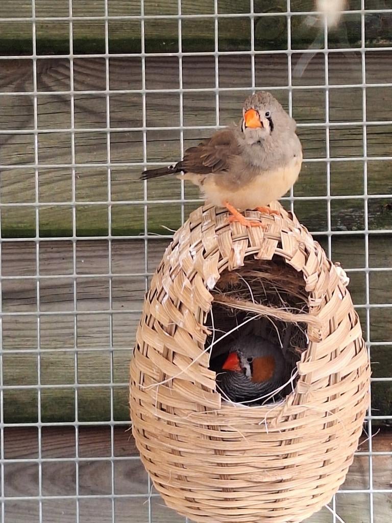 3 koppeltjes zebravinken, Meerdere dieren, Tropenvogel