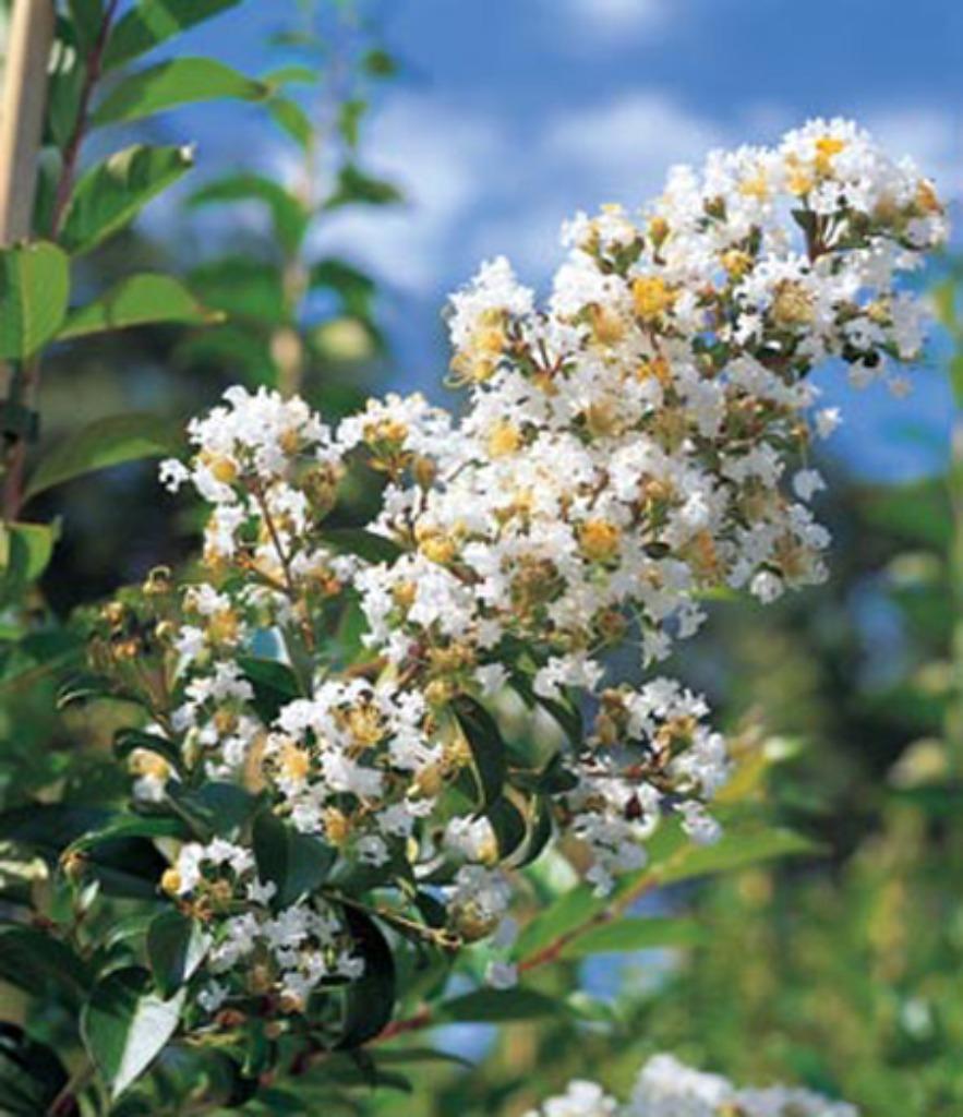 LAGERSTROEMIA NATCHEZ, INDISCHE SERING grote maat!!!, Tuin en Terras, Overige soorten, Zomer, 400 cm of meer, Ophalen