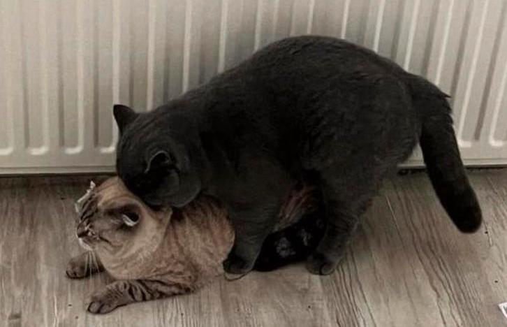 Britse Korthaar Dekkater (Niet te koop)