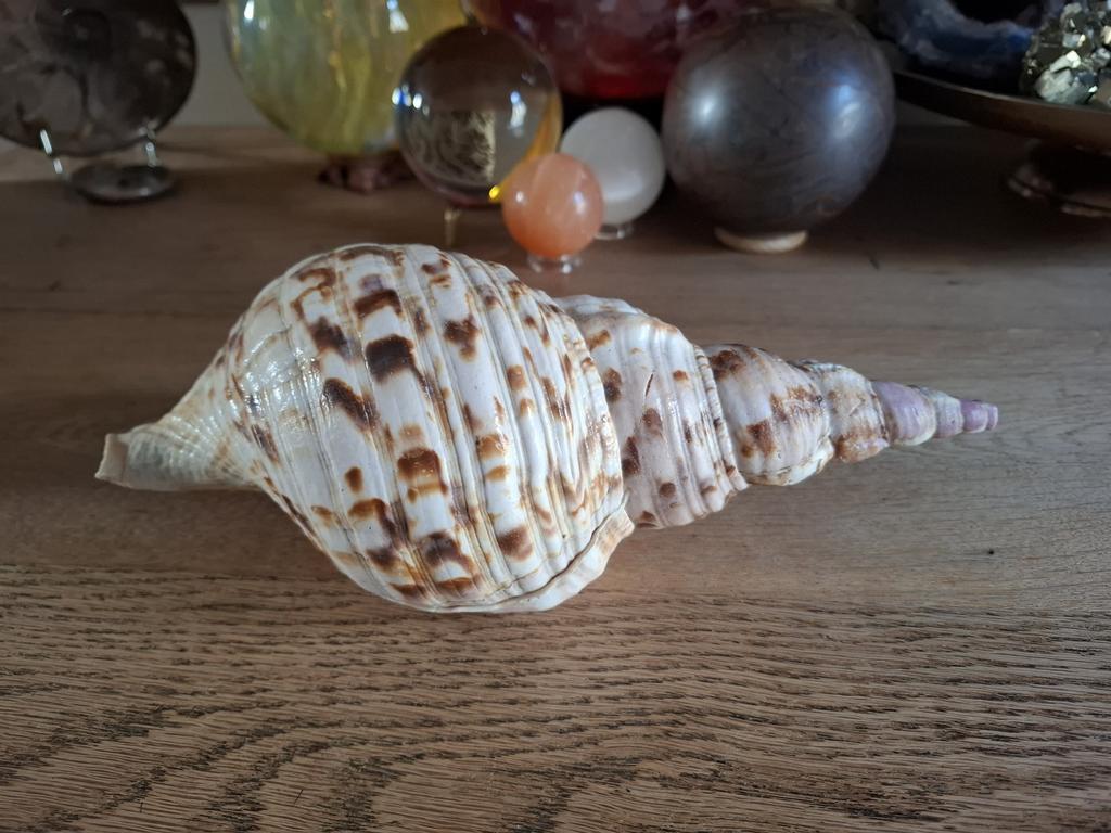 Triton trompet schelp 1, Ophalen, Schelp(en)