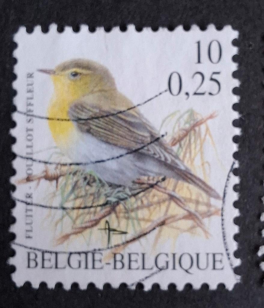 België 65 fluiter, Ophalen of Verzenden