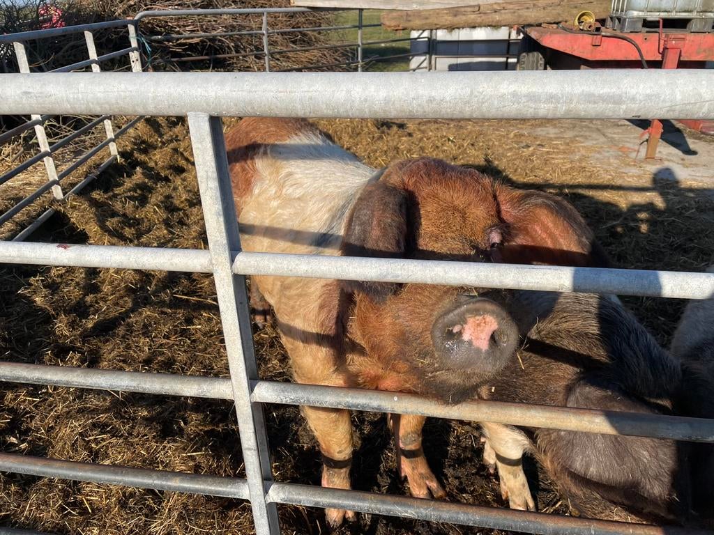 Dekbeer zoekt gezelschap, Dieren en Toebehoren, Schapen, Geiten en Varkens, Mannelijk, Geit