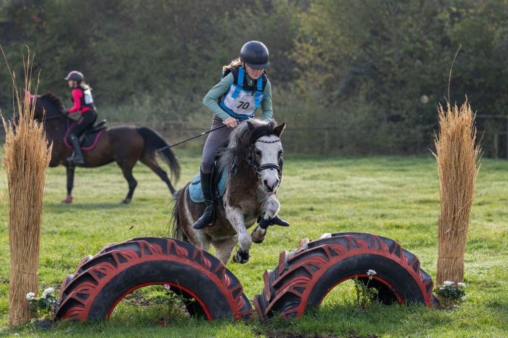 Verzorg pony’s aangeboden, Dieren en Toebehoren, Ophalen of Verzenden