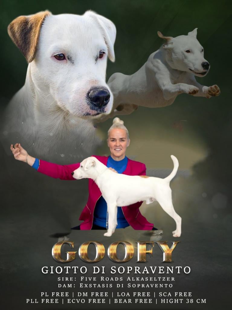 FCI dekreu Parson Russel Terrier, Dieren en Toebehoren, Particulier, Reu, Buitenland, Parvo