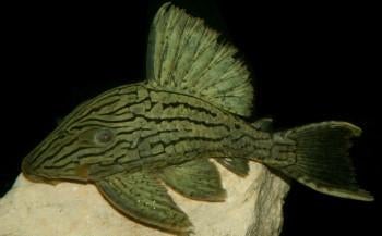 L-Nummers: L191 Panaque sp., Dieren en Toebehoren, Vis, Zoetwatervis