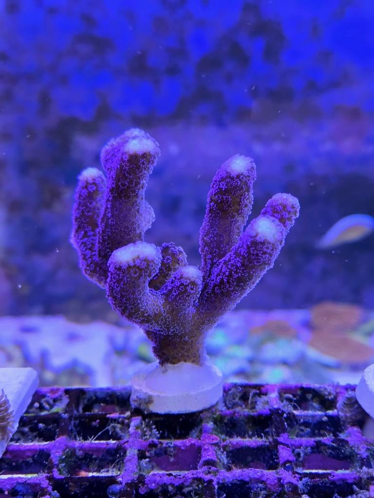 Stylopora Milka stekken, Overige typen