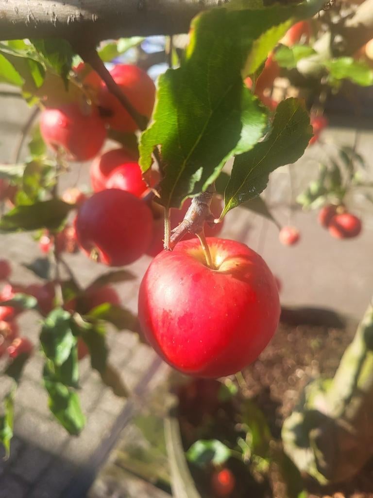 Zeer mooie oude fruitbomen in wijnvat, Ophalen of Verzenden