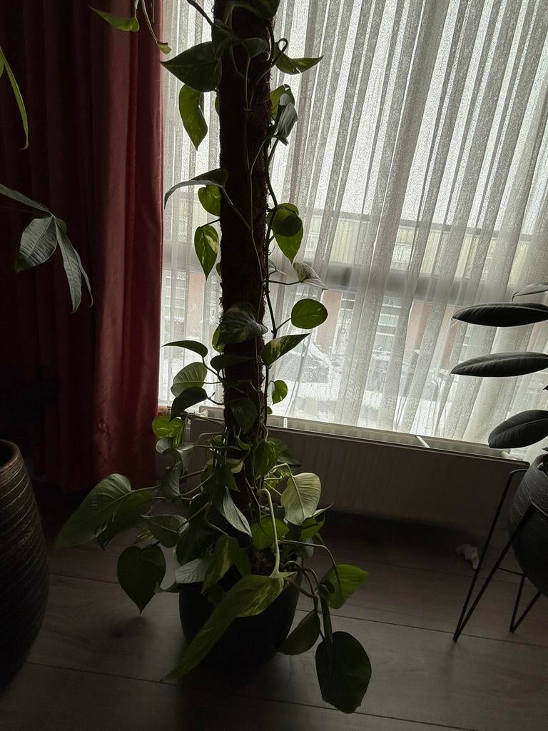 Epipremnum Pinnatum in pot, Ophalen, 100 tot 150 cm, Overige soorten, Halfschaduw