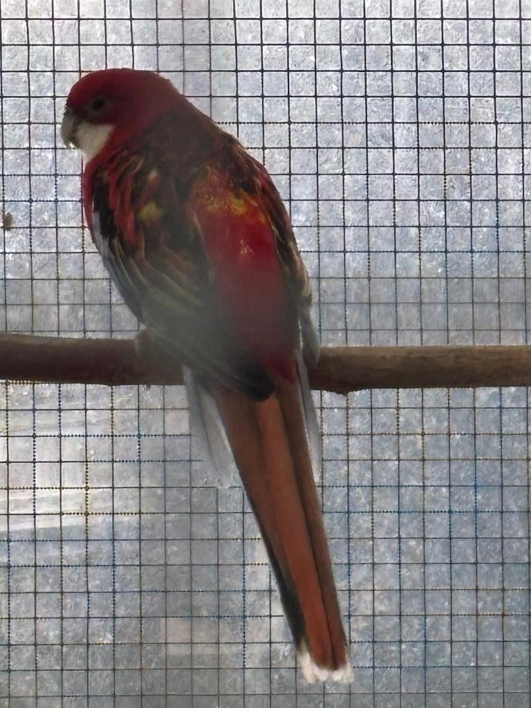 koppel Rosella's, Meerdere dieren, Parkiet