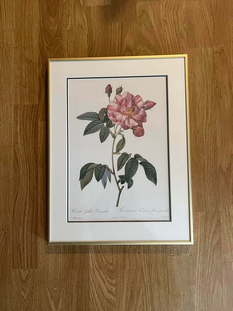 Botanische Illustratie Redouté Ingelijst met llijst in glas, Antiek en Kunst, Ophalen of Verzenden