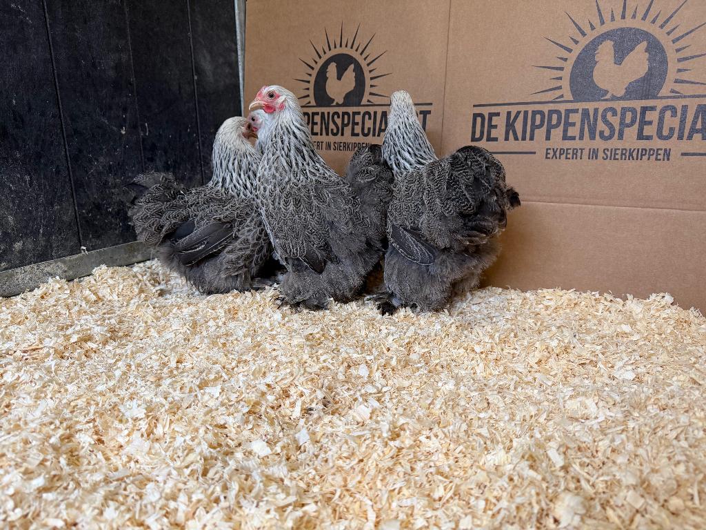 Cochin kriel meerzomig zilver patrijs gesekst en ingeënt, Vrouwelijk, Kip