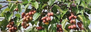 Aalbes kiwibes kornoelje krent appelbes vijg braam framboos, Volle zon, Vaste plant, Ophalen of Verzenden, Fruitplanten