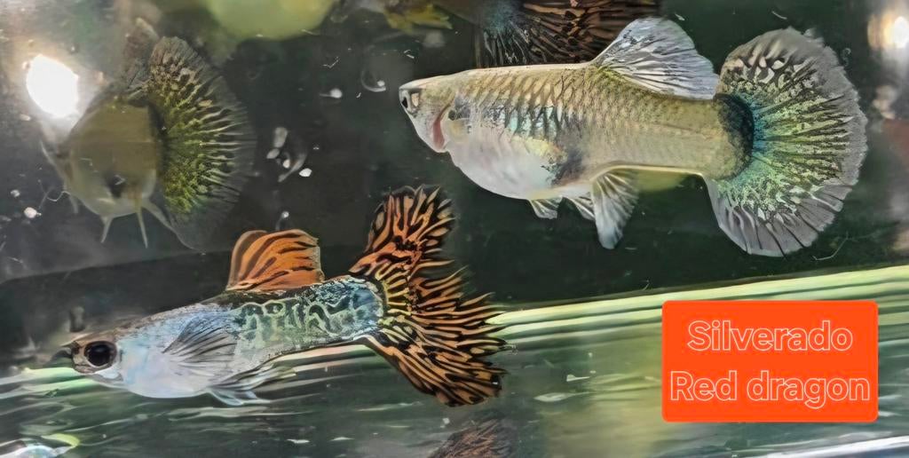 Raszuiver guppen, Dieren en Toebehoren, Vissen | Aquaria en Toebehoren, Ophalen of Verzenden, Nieuw