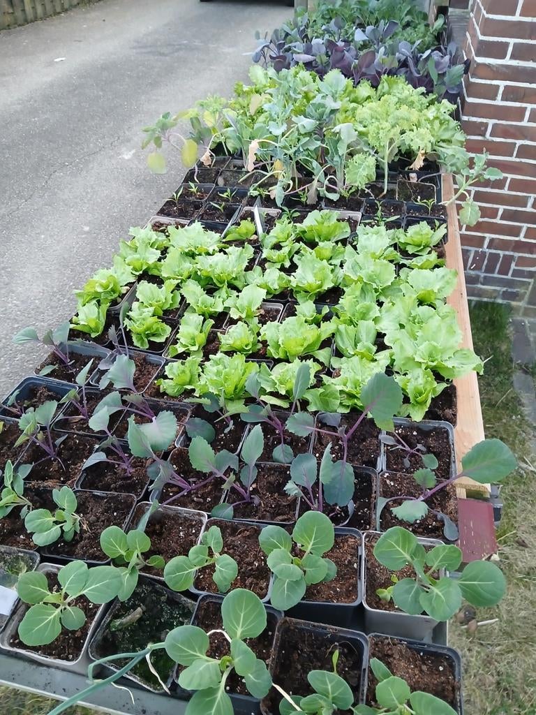 Diverse moestuinplantjes: rodekool, bloemkool, sla en meer!, Tuin en Terras, Planten | Tuinplanten, Ophalen, Volle zon, Groenteplanten