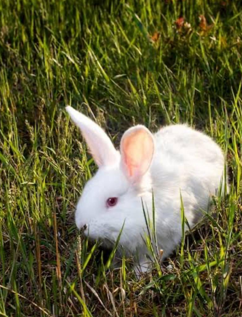 Mooie jongen vleeskonijnen bijna op gewicht, Dieren en Toebehoren, Meerdere dieren, Groot