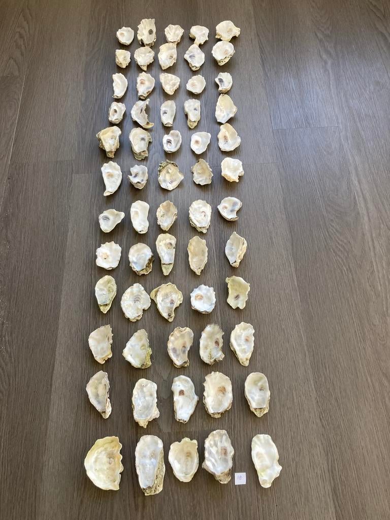 Oesterschelpen, Ophalen of Verzenden, Schelp(en)