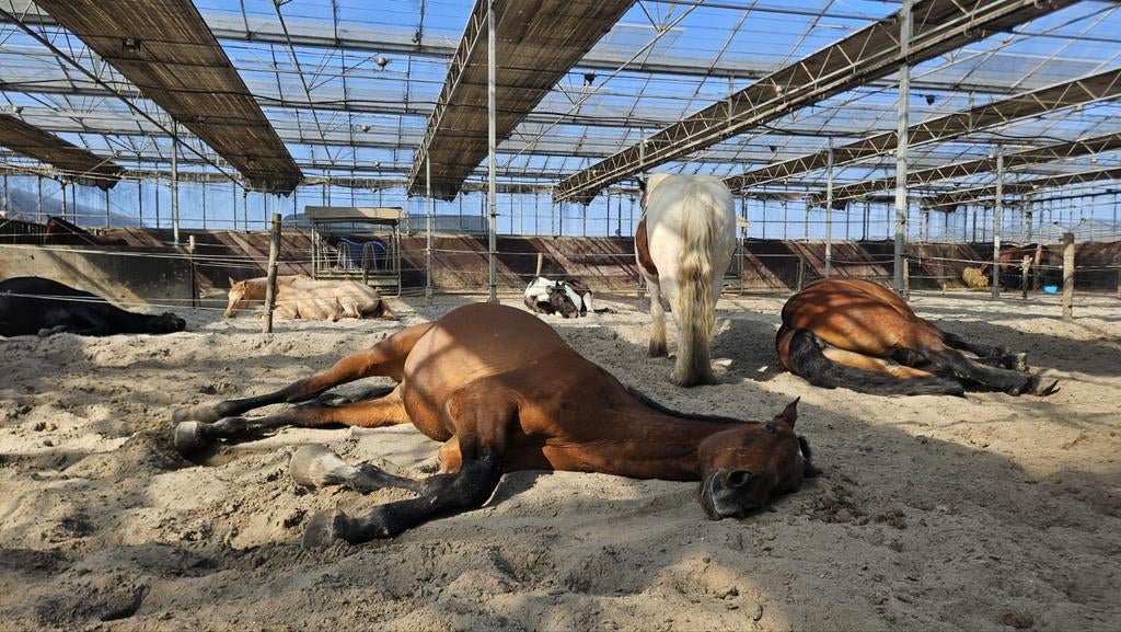 Stalling Almere Kassengebied, Dieren en Toebehoren, Stalling en Weidegang, Stalling
