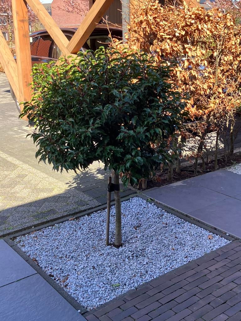 Portugees boompje op stam, Volle zon, 100 tot 250 cm, Zomer, Overige soorten