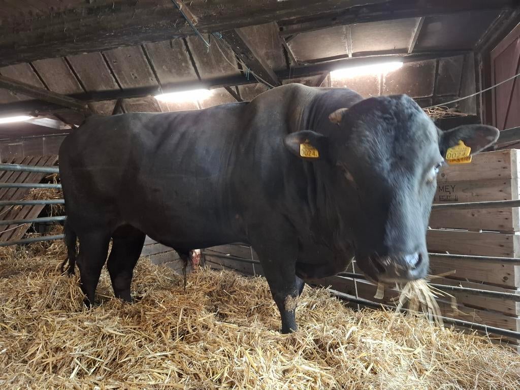 Wagyu dekstier te koop aangeboden, Dieren en Toebehoren, Mannelijk, 3 tot 6 jaar