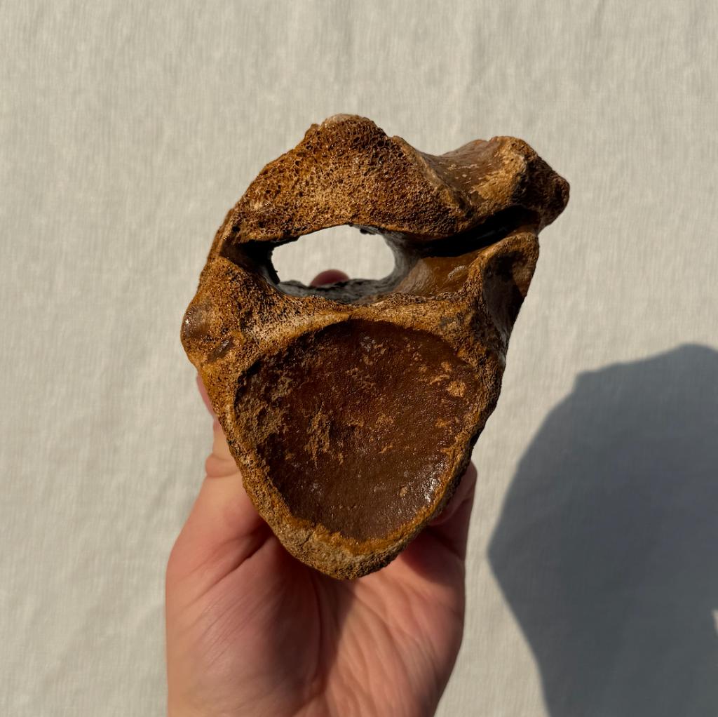 Neushoorn Wervel Noordzee, Ophalen of Verzenden, Fossiel