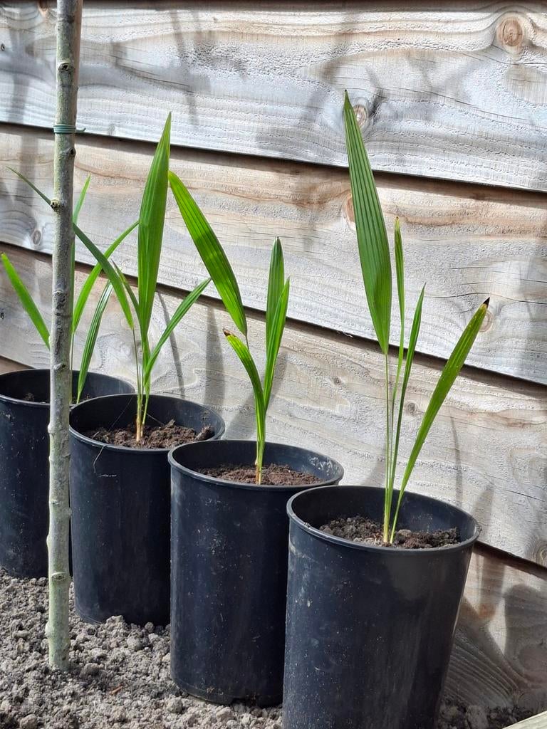 Trachycarpus fortunei palm stekjes - 2 jaar oud, Ophalen of Verzenden