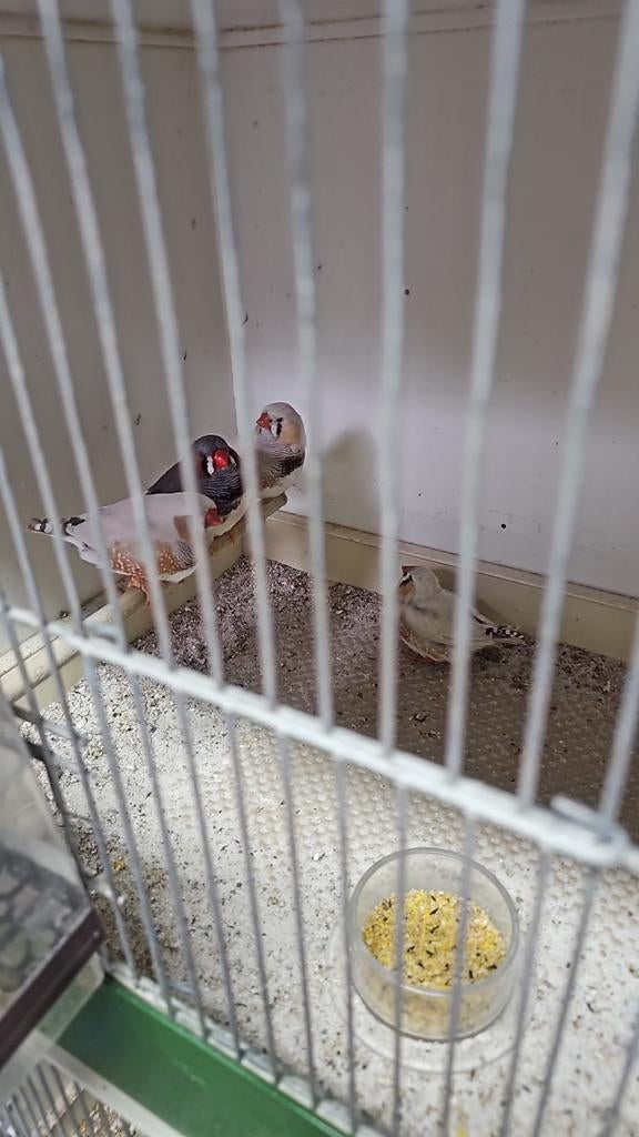 Zebravinken, Dieren en Toebehoren, Vogels | Kanaries, Mannelijk, Kleurkanarie