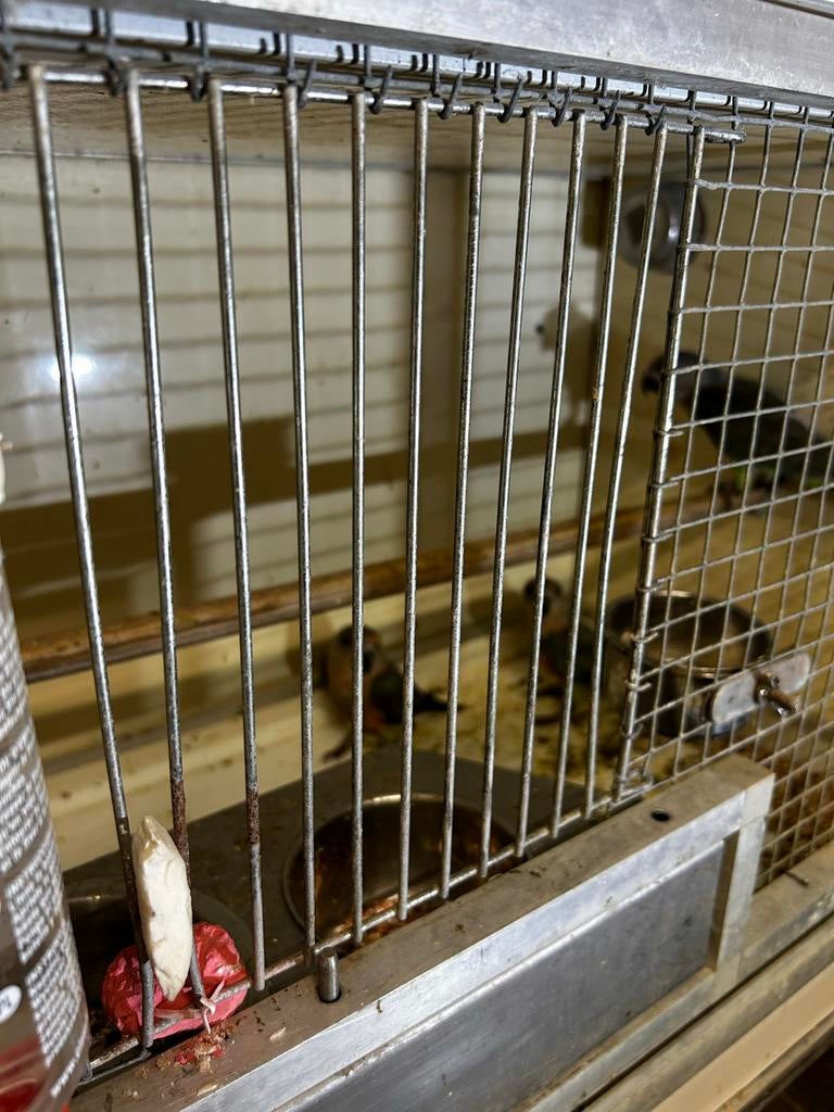 Te Koop, Meerdere dieren, Papegaai, Geringd