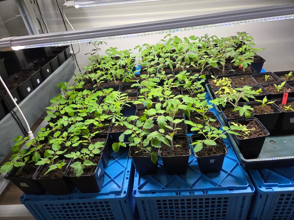 Biologische moestuinplanten €1,50 per pot, Ophalen, Eenjarig, Groenteplanten, Volle zon