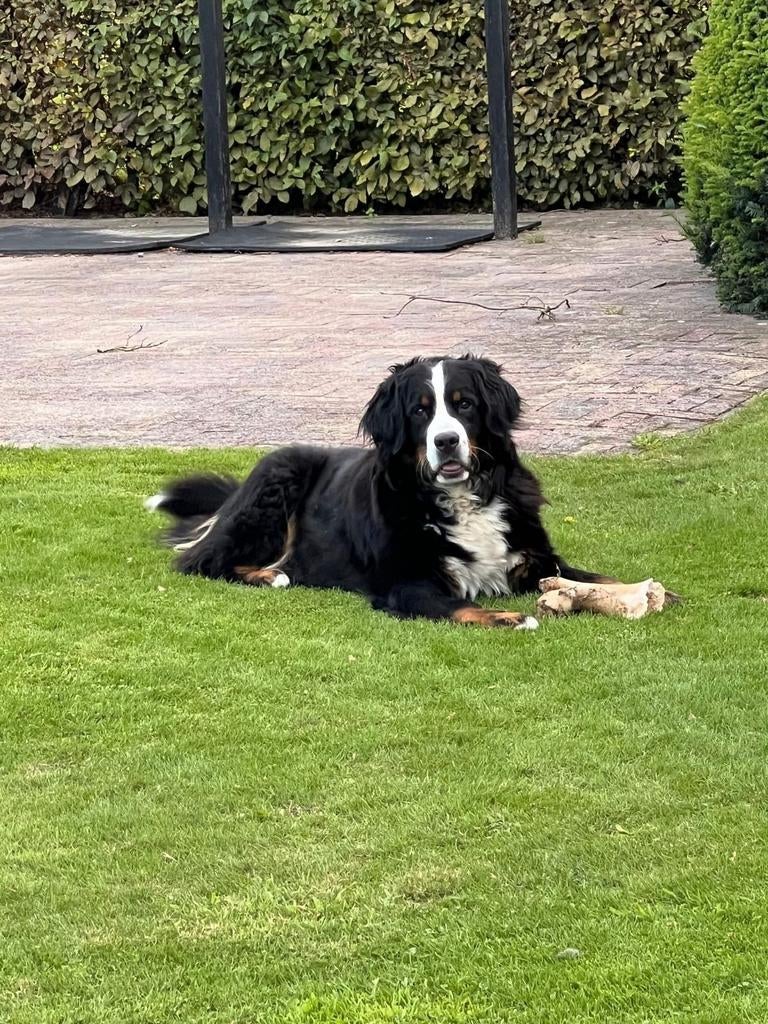 Berner sennen pups, Groot, Meerdere, Meerdere dieren, Nederland