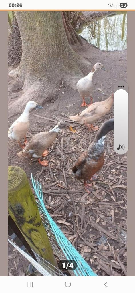 Broedeieren Indische loopeenden, Geslacht onbekend, Eend