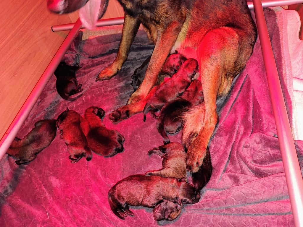 Mechelse Herder pups. Knpv-lijnen, Dieren en Toebehoren, Honden | Herdershonden en Veedrijvers, 8 tot 15 weken, Parvo, Meerdere