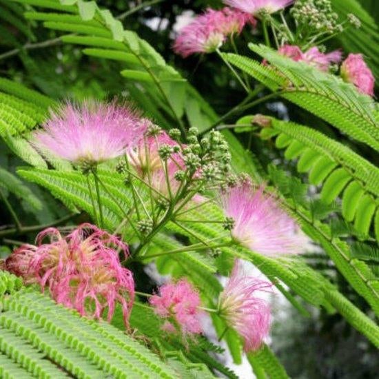 25 Zaden Perzische Slaapboom (Albizia julibrissin), Tuin en Terras, Ophalen of Verzenden, Volle zon, Overige soorten