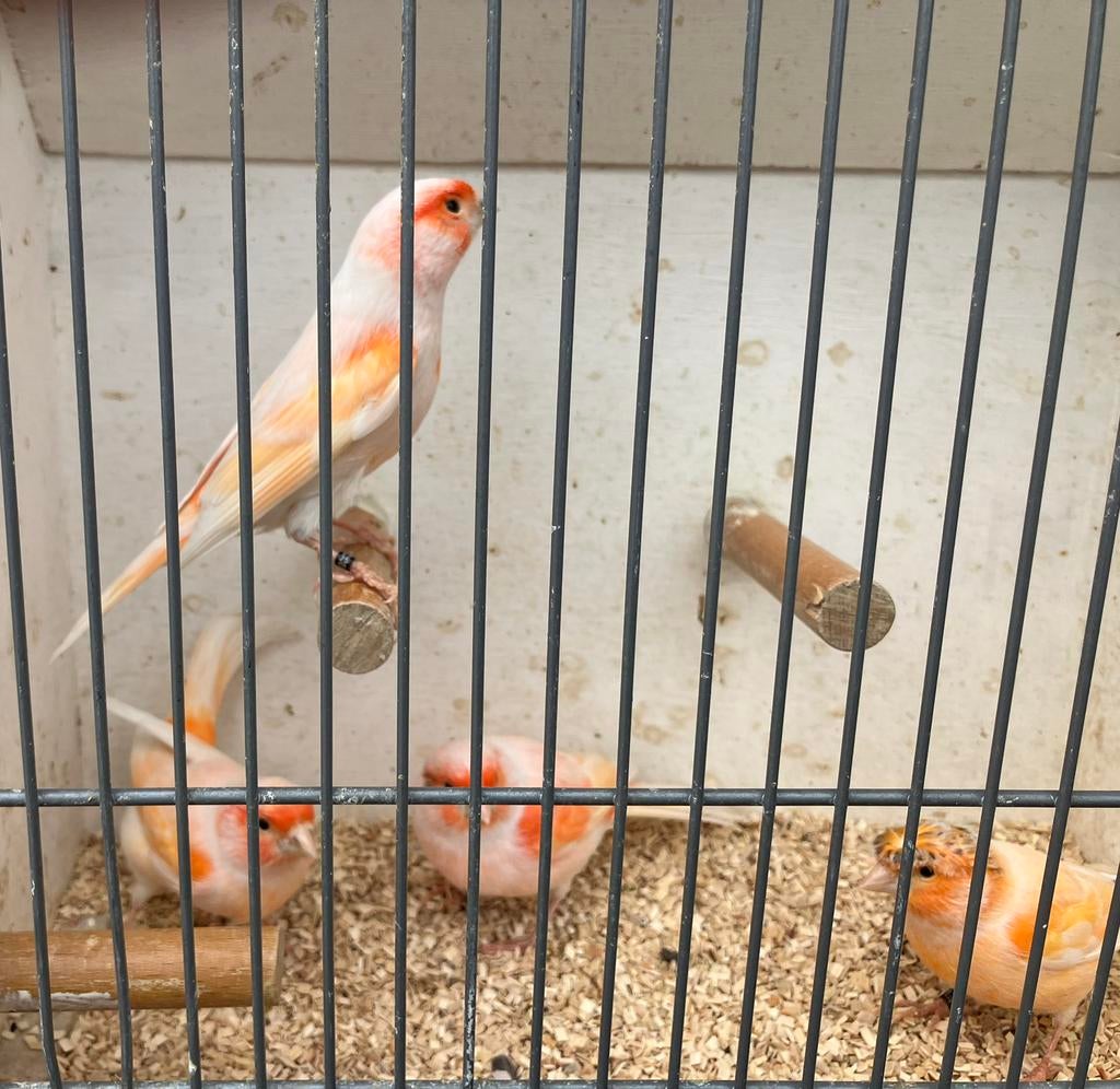 Mozaïek vogels te koop, Meerdere dieren, Geringd