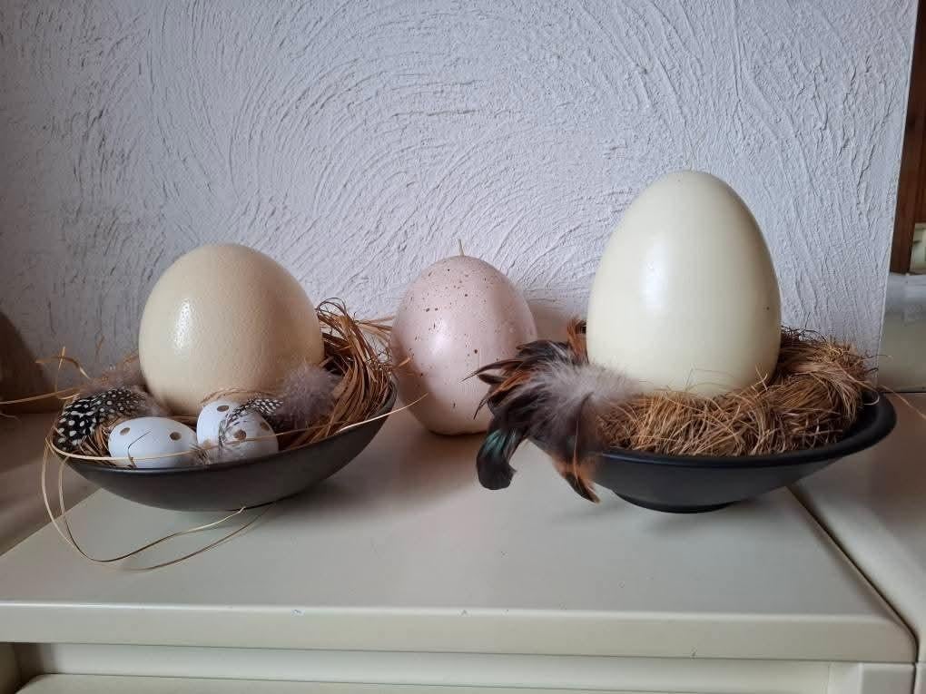 Echt struisvogel ei, Ophalen of Verzenden