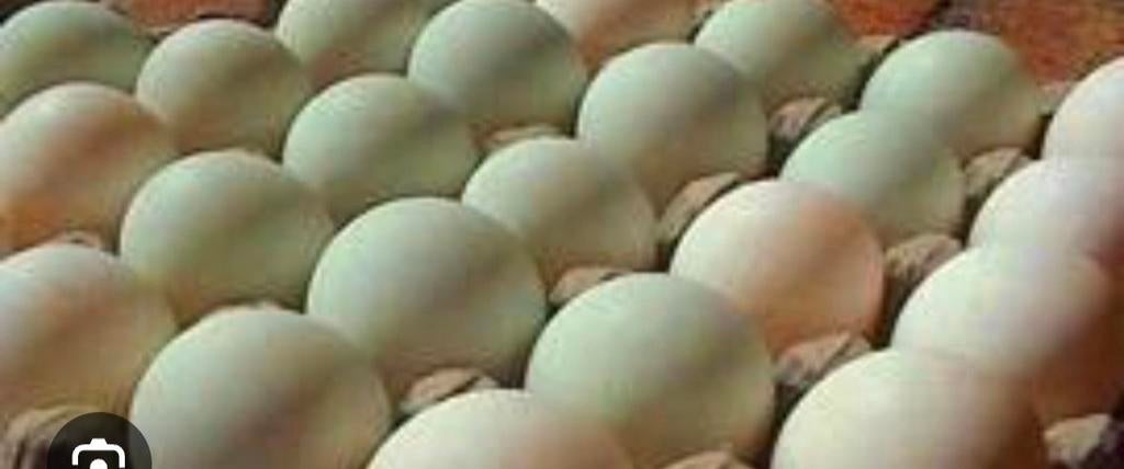 Dagelijks verse eenden eieren, Diversen, Levensmiddelen, Ophalen