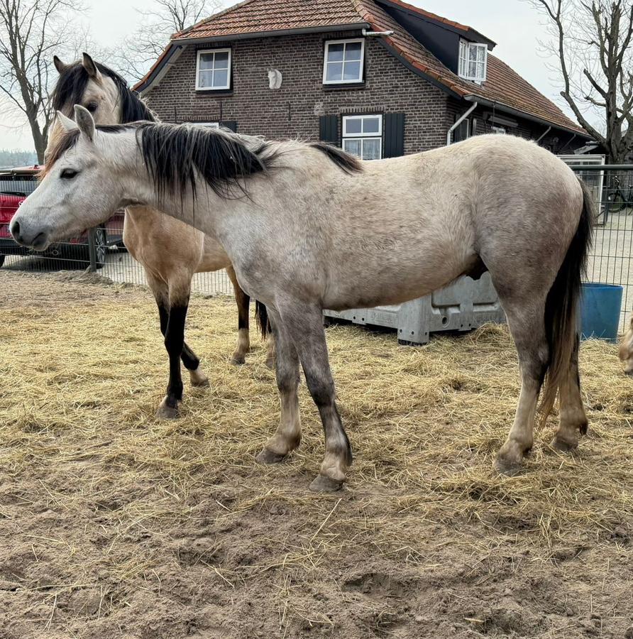 3 jarige Welsh sectie B hengst, Dieren en Toebehoren, Pony's, Hengst, Onbeleerd, C pony (1.27m tot 1.37m), 3 tot 6 jaar