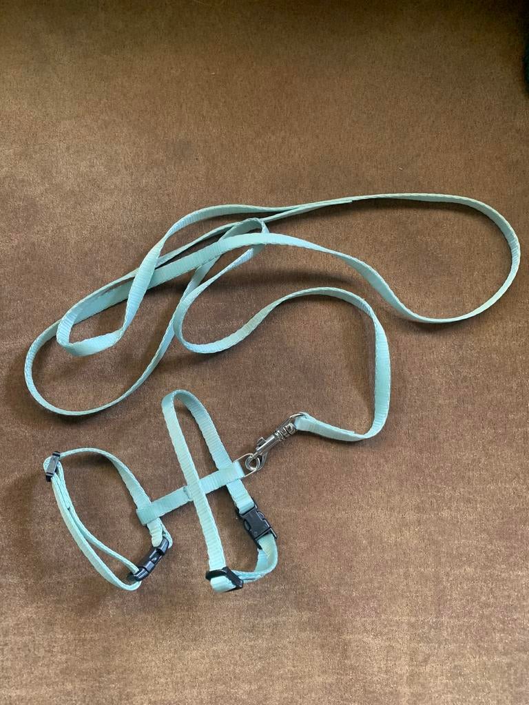 GRATIS AFHALEN kitten of klein honden riempje, Ophalen of Verzenden, Zo goed als nieuw