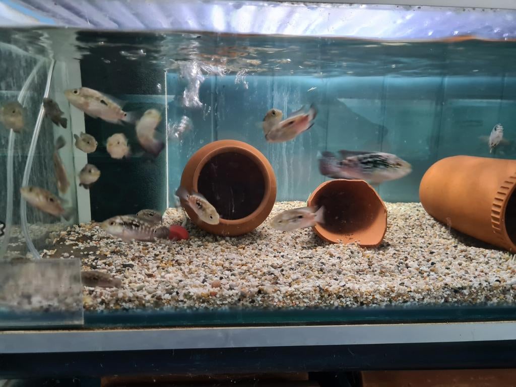 Jack Dempsey Cichliden, Rocio Octofasciata, Vis, Zoetwatervis