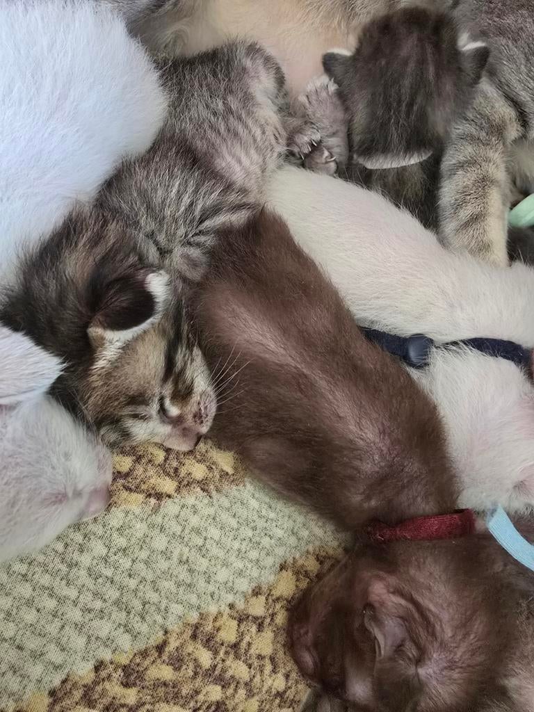 Oosterse Korthaar kittens, Dieren en Toebehoren, Katten en Kittens | Raskatten | Korthaar, Meerdere dieren, Ontwormd
