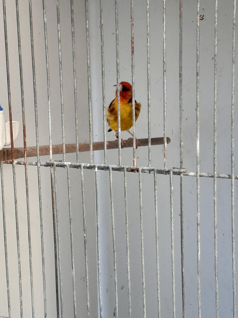 Major putter man geel satinet, Dieren en Toebehoren, Mannelijk, Bastaard