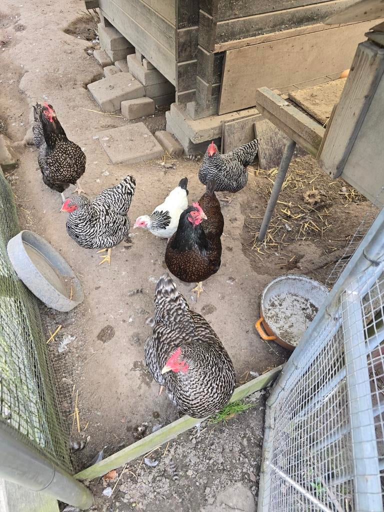 Mooie kippen, Dieren en Toebehoren, Pluimvee