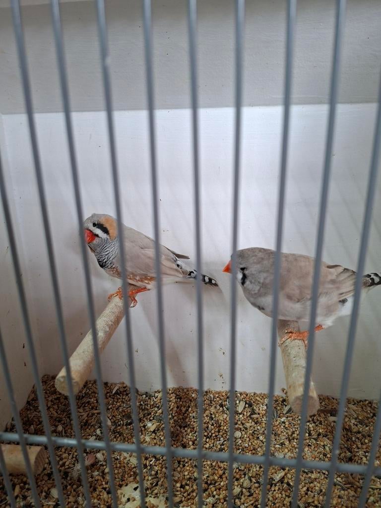 Mooi koppel bleekrug zebravinken xxl, Dieren en Toebehoren, Meerdere dieren